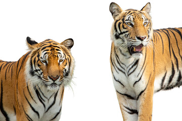 Close up of tiger on white background. (Panthera tigris altaica)