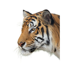 Fototapeta premium Siberian Tiger isolated on white background, Panthera tigris