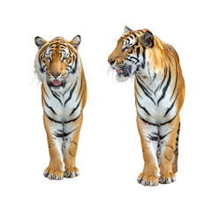 Tiger isolated on white background
