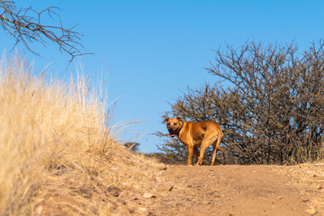 Chien sur un chemin de randonnée en Namibie