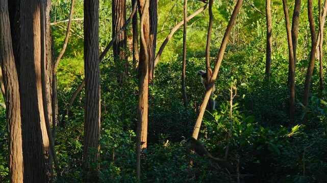 Verreaux&rsquo;s sifaka leaps between trees in the forests of Madagascar, demonstrating its acrobatic skills and unique movement. (4K)
