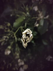 Dead rose nature