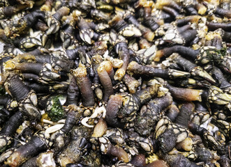 Barnacles at the fish market