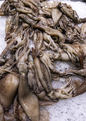 Squid in fishmonger clean cuttlefish