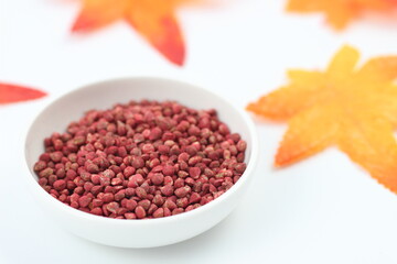 ほうれん草の種、緑の成長