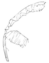 Banana Plant Sketch Line Art Illustration of Tropical Foliage