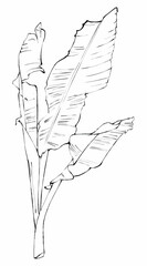 Botanical Illustration of Banana Plant Leaves