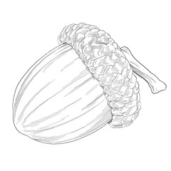 Fototapeta premium acorn oak nut hand drawing sketch illustration