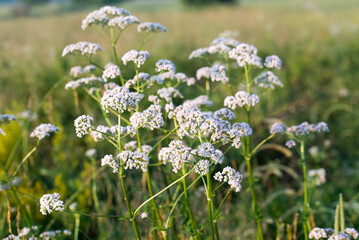  white flowers closeup selective focus