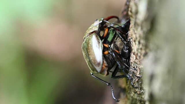 ミヤマクワガタの求愛