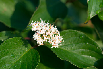 red-osier dogwood, 
Cornus sericea flower closeup selective focus