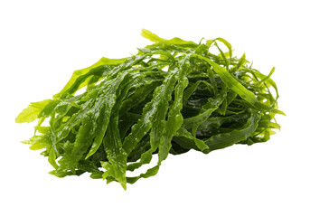 Isolated Aquatic Plant with Long Narrow Green Fronds