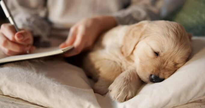 Hands, woman and writing in notebook with dog for planning, reminder and reflection for self care. Person, stroke and puppy with checklist notes, to do list ideas and journaling information at house
