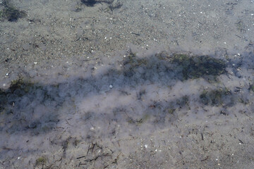 The current jellyfish plague at the Baltic Sea beach in Flensburg Wassersleben near Harrislee