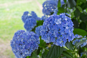背景が明るい日陰の青いアジサイの花