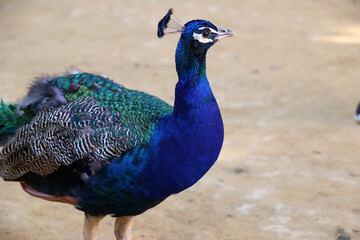 Obraz premium Portrait of a male peacock from close up in the garden of the Alcazar of Seville