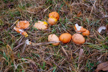 a natural setting with scattered brown and tan eggs, some with broken shells, amidst dry,...