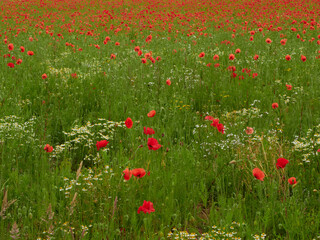 Wild poppies and Scented Mayweed (Matricaria chamomilla) flowers in a meadow.