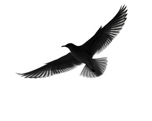 Obraz premium A shadow of flying bird over white surface, isolated on transparent background