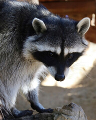 Alert Raccoon in Outdoor Enclosure