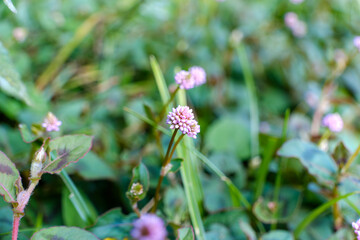 ヒメツルソバの可憐な花と緑の背景
