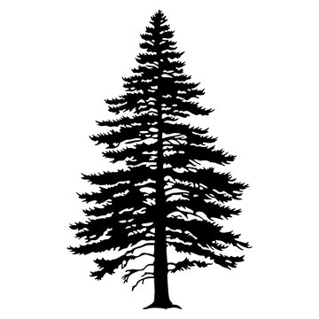 Douglas Fir silhouette tree illustration vector