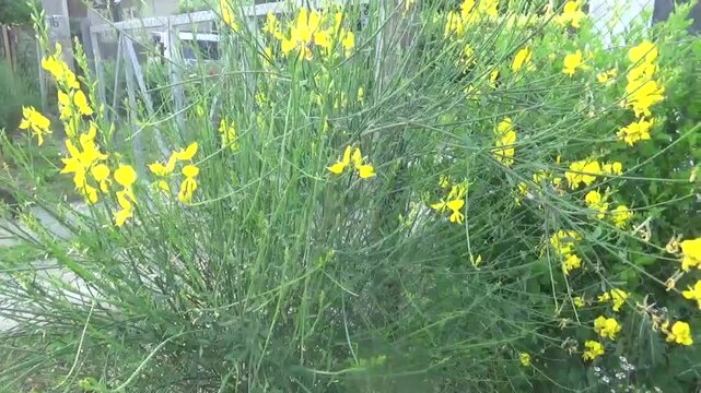 357. Yellow delicate flowers on tall stems decorate the entrance to the yard of the house. The camera moves from left to right, approaching the wild plant very closely. Group of Spartium junceum Antem