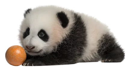 Gardinen Panda Baby Panda with Clementine, isolated on transparent background  © Babar