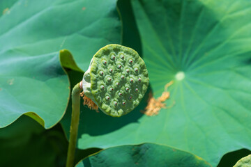 大きな葉に囲まれた蓮の花托のクローズアップ