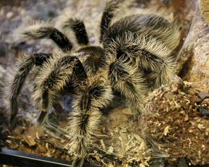 Hairy Tarantula on Mulch