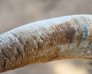 Curved Ram Horn Closeup