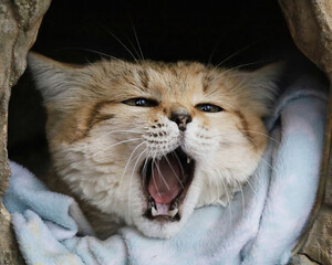 Yawning Sand Cat in Cozy Tube