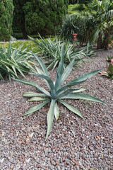 A vibrant agave plant thrives amidst a bed of colorful pebbles, surrounded by lush green foliage and distant trees, showcasing its striking form.
