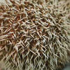 Closeup of Hedgehog Quills