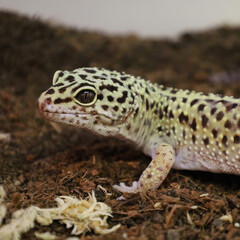 Leopard Gecko on Substrate