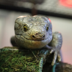 Solomon Island Skink on Mossy Branch