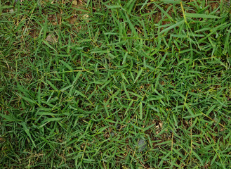 Lush green grass field background with natural texture, ideal for outdoor, nature, or landscape scenes