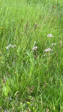 Prairie au printemps