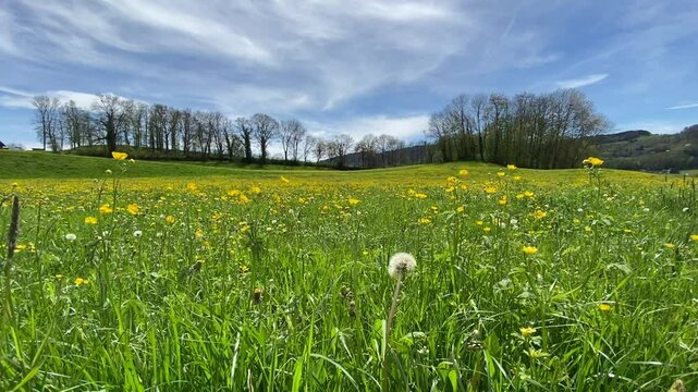 Prairie au printemps