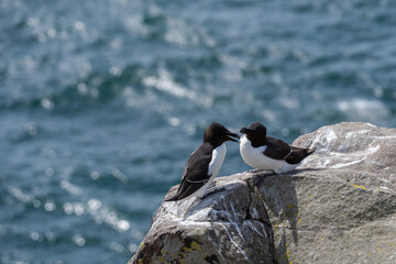 Razorbills on the isle of May in Scotland. Alca torda birds on May island. The razorbills breed on the isle of May, a small island in the Firth of Forth.	