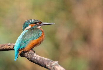 Common kingfisher, Alcedo atthis. A young bird sits on a branch above the river