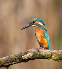 Common kingfisher, Alcedo atthis. A young bird sits on a beautiful branch waiting for prey