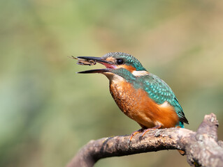 Common kingfisher, Alcedo atthis. A young bird catches its prey