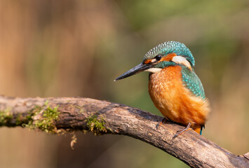 Common kingfisher, Alcedo atthis. A bird sits on a beautiful branch above the river