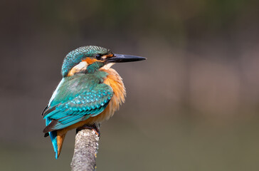 Common kingfisher, Alcedo atthis. A bird sits on a branch with its feathers all fluffed up