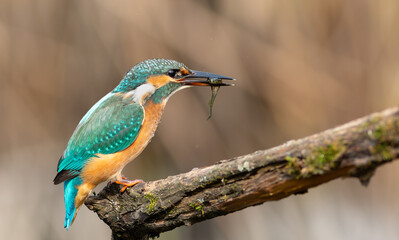 Common kingfisher, Alcedo atthis. A bird sits on a beautiful branch with prey in its beak