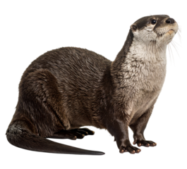 Close up portrait of an adorable smooth coated otter against a transparent background
