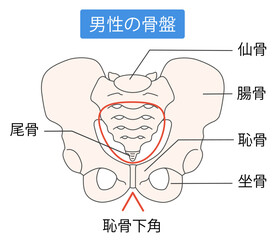 男性の骨盤