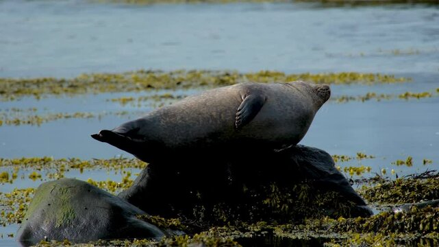 Cute seal Phoca vitulina, resting on a rock in the ocean, Ytri Tunga Beach, Snaefellsnes Peninsula, West Iceland, Iceland