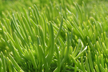 Close-up of green succulent stems creating an abstract botanical background.